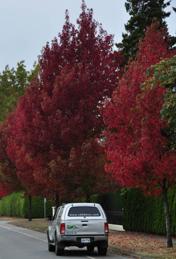 Fiona entre as árvores coloridas de Outono, em Vancouver, no Canadá